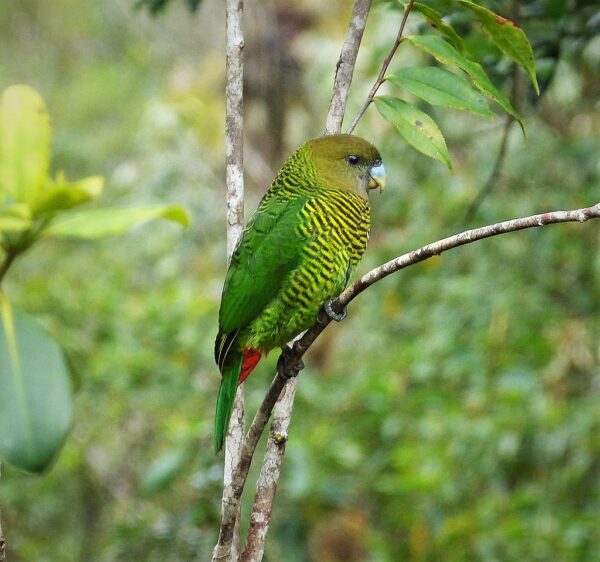 A wild Brehm's Tiger Parrot perches on a twig