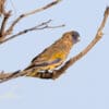 An eastern Bluebonnet perches on a branch