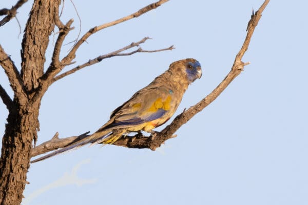 An eastern Bluebonnet perches on a branch