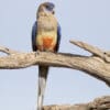 An eastern Bluebonnet perches on a branch