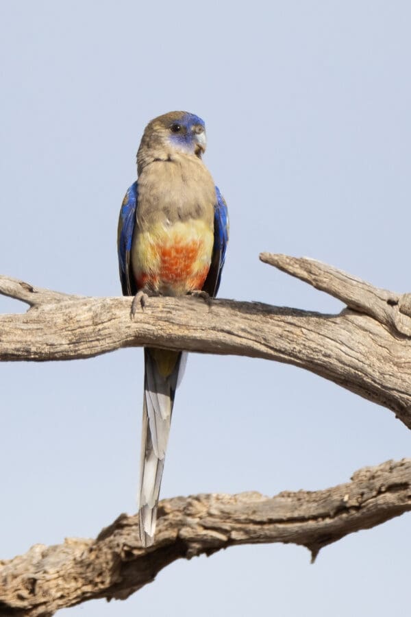 An eastern Bluebonnet perches on a branch