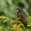 A wild Bronze-winged Parrot perches in a tree