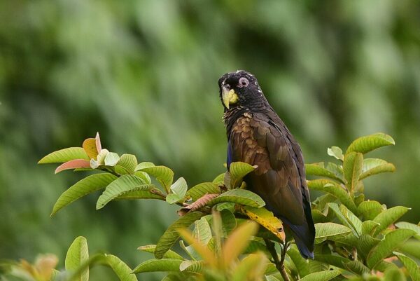 A wild Bronze-winged Parrot perches in a tree