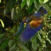 A wild Bronze-winged Parrot takes flight