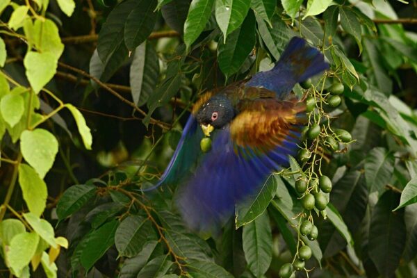 A wild Bronze-winged Parrot takes flight