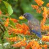 A wild Bronze-winged Parrot feeds on fruit