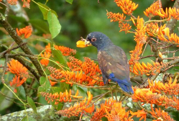 A wild Bronze-winged Parrot feeds on fruit