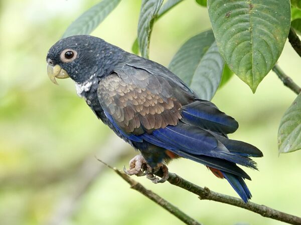 A wild Bronze-winged Parrot perches on a branch