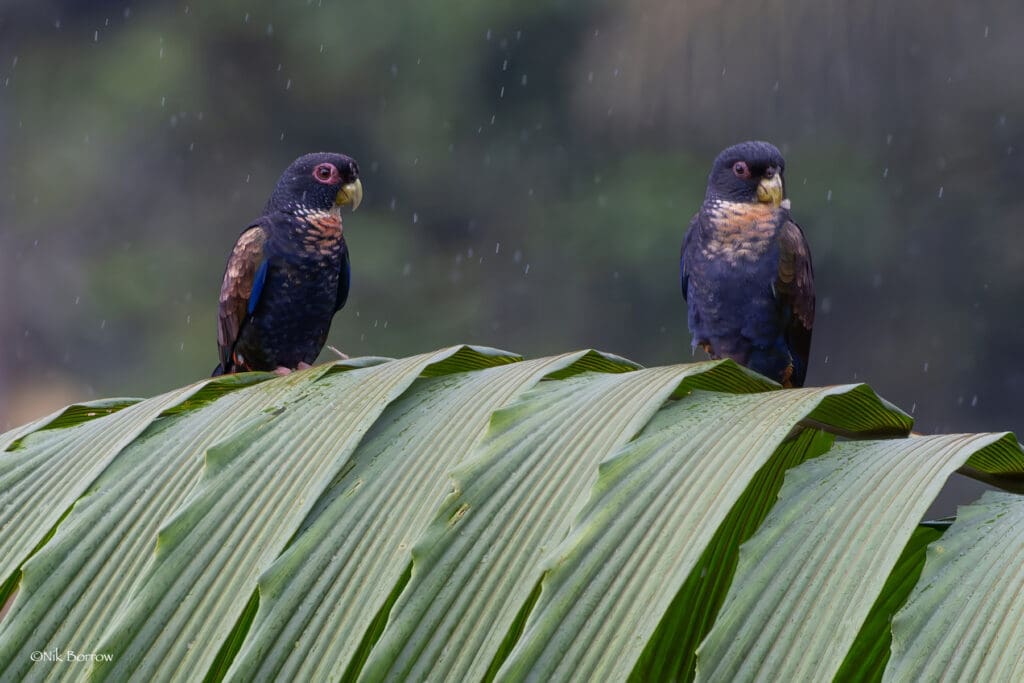 Loro Alibronceado — imagen 4