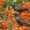 Wild Bronze-winged Parrots forage in a bush