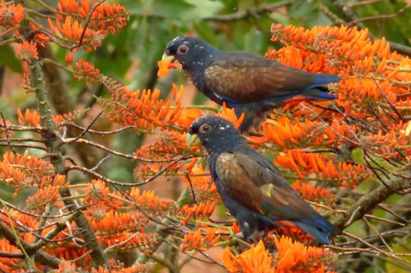 Wild Bronze-winged Parrots forage in a bush