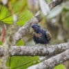 A wild Bronze-winged Parrot ssp cyanescens perches on a limb