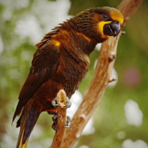 A Brown Lory perches on a stem