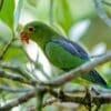 A wild Brown-backed Parrotlet feeds on fruits