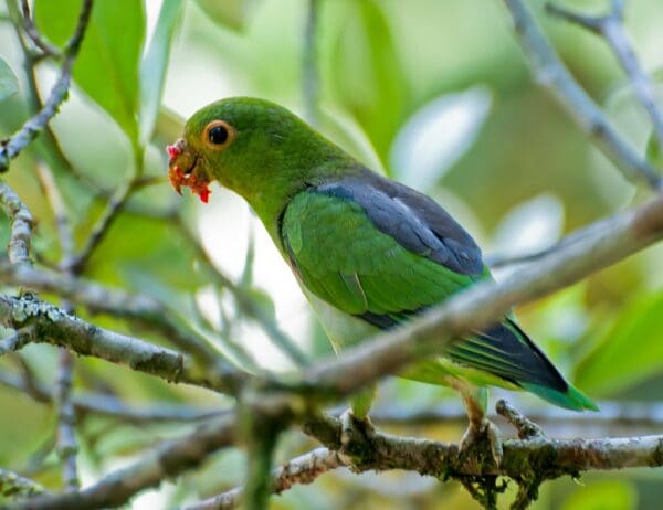 A wild Brown-backed Parrotlet feeds on fruits