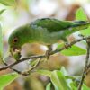 A wild Brown-backed Parrotlet feeds on fruits