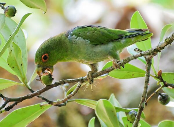 A wild Brown-backed Parrotlet feeds on fruits