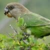 A wild Brown-headed Parrot feeds on fruit
