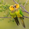 Wild Brown-throated Conures, Bonaire