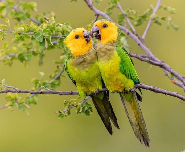 Wild Brown-throated Conures, Bonaire
