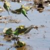 Wild Budgerigars land at a watering hole