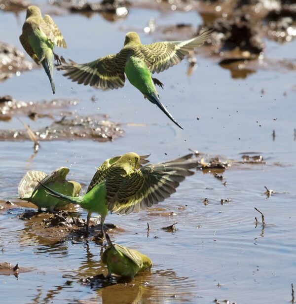 Wild Budgerigars land at a watering hole