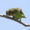 A wild Budgerigar perches on a branch