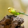 A wild male Budgerigar perches on a snag