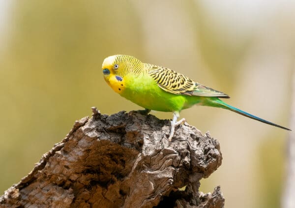 A wild male Budgerigar perches on a snag