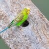 A wild Budgerigar perches near a tree cavity