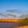 A murmuration of wild Budgerigars