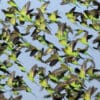 A flock of wild Budgerigars takes flight