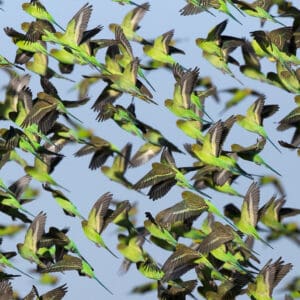 A flock of wild Budgerigars takes flight