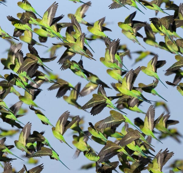 A flock of wild Budgerigars takes flight