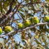 Wild Budgerigars line up on a branch