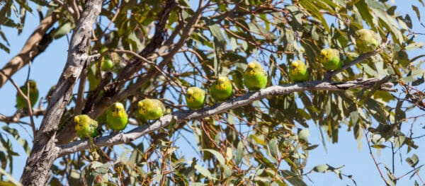 Wild Budgerigars line up on a branch