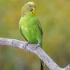 A wild Budgerigar perches on a branch