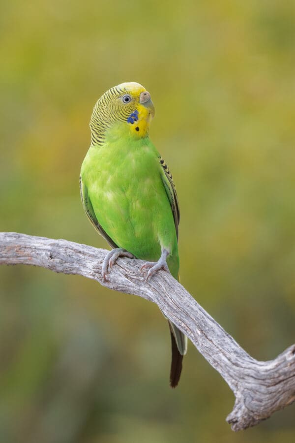 A wild Budgerigar perches on a branch