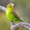 A wild Budgerigar perches on a branch