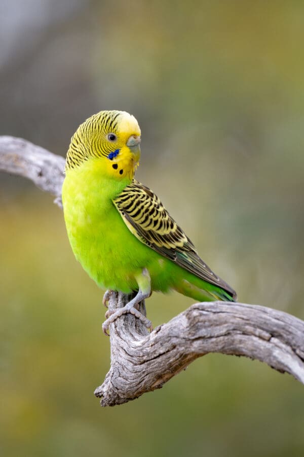 A wild Budgerigar perches on a branch