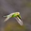 A wild Budgerigar flies