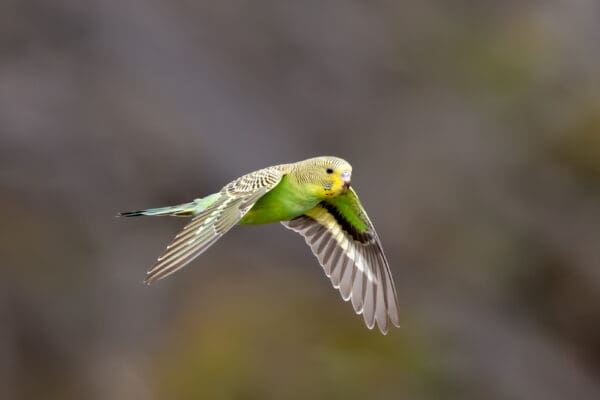 A wild Budgerigar flies