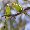 Wild Budgerigars perch on a branch