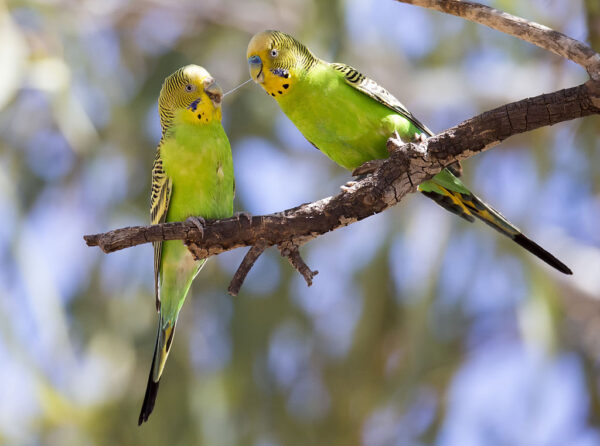 Wild Budgerigars perch on a branch