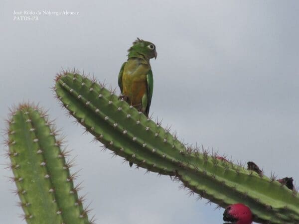 A wild Cactus Conure perches on a cactus