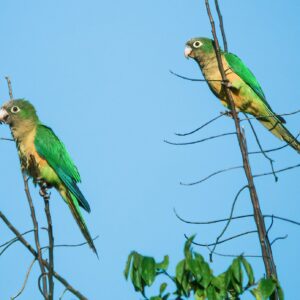 Wild Cactus Conures perch in a tree