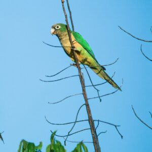 Wild Cactus Conures perch in a tree
