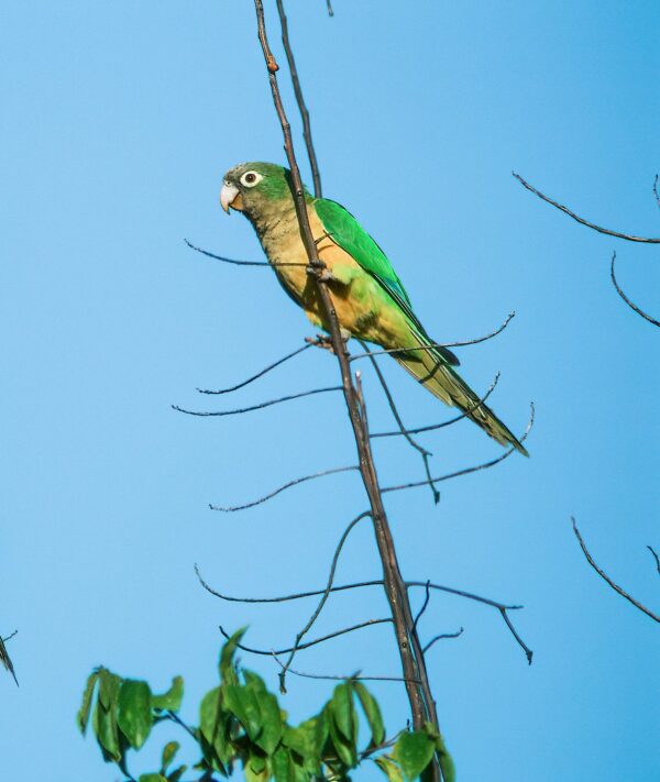 Wild Cactus Conures perch in a tree