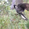 A wild Carnaby's Black Cockatoo lands in a bush