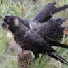 A wild male Carnaby's Black Cockatoo stands in front of his cohorts